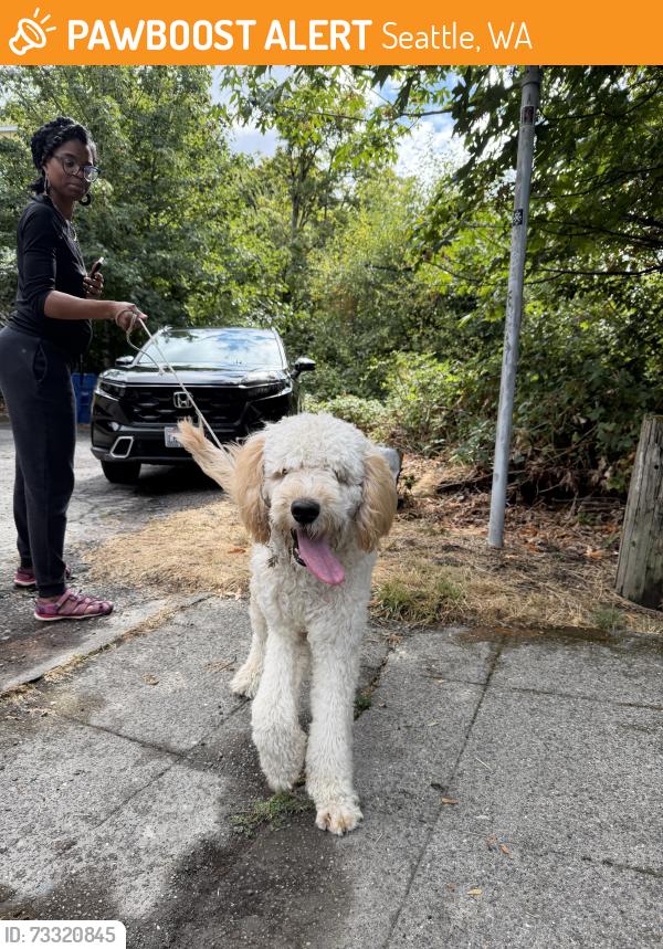 Found/Stray Unknown Dog last seen 23rd SW and SW Andover, Seattle, WA 98106