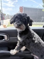 Found/Stray Male Dog last seen Federation Dr and Park Ave., Long Beach, CA 90814