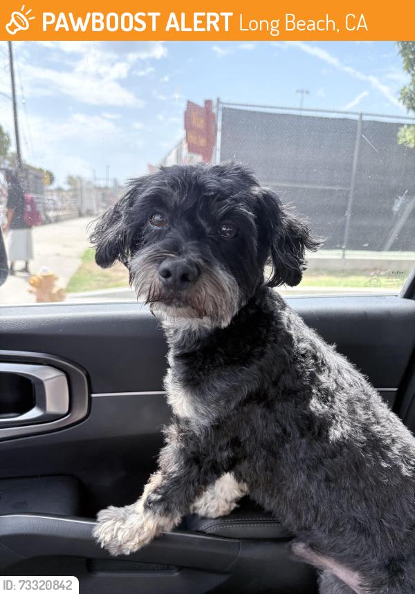 Found/Stray Male Dog last seen Federation Dr and Park Ave., Long Beach, CA 90814