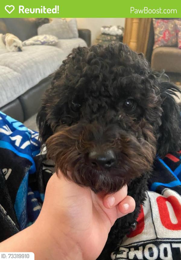 Reunited Male Dog last seen Chestnut and Academy, Carnegie, PA 15106