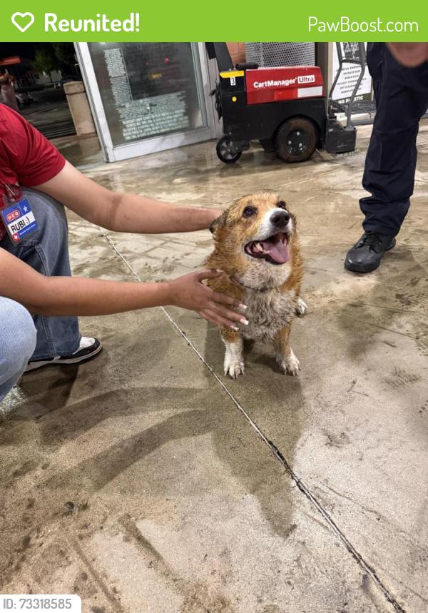 Reunited Male Dog last seen HEB on Valley HI, San Antonio, TX 78227
