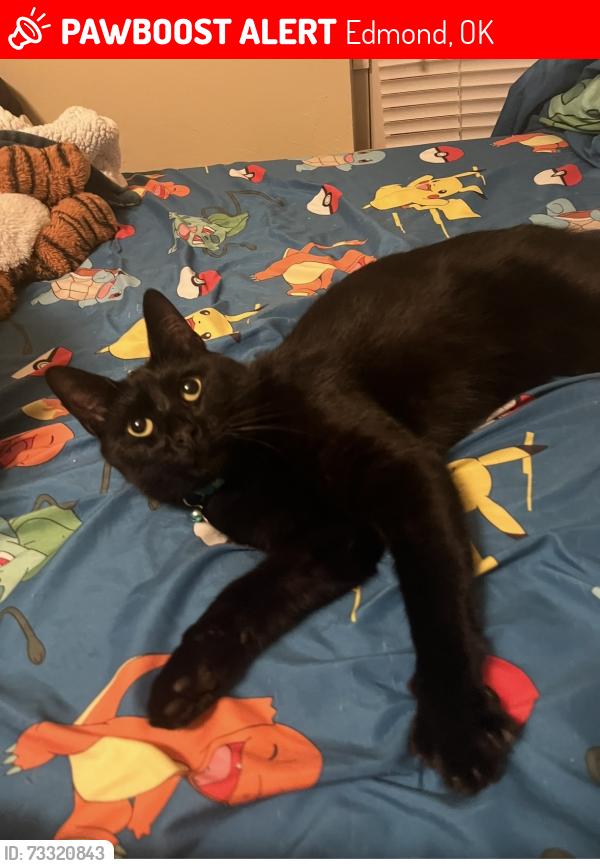 Lost Male Cat last seen 164th and Portland, Edmond, OK 73013
