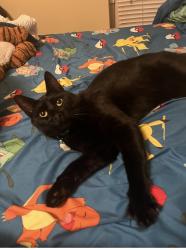 Lost Male Cat last seen 164th and Portland, Edmond, OK 73013