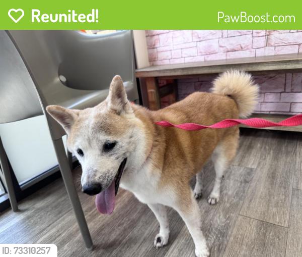 Reunited Male Dog last seen Carmel mountain road and amberglades, San Diego, CA 92130