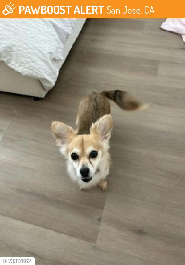Found/Stray Female Dog last seen Near lick Ave, San Jose, CA 95110