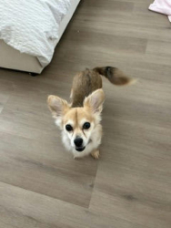 Found/Stray Female Dog last seen Near lick Ave, San Jose, CA 95110