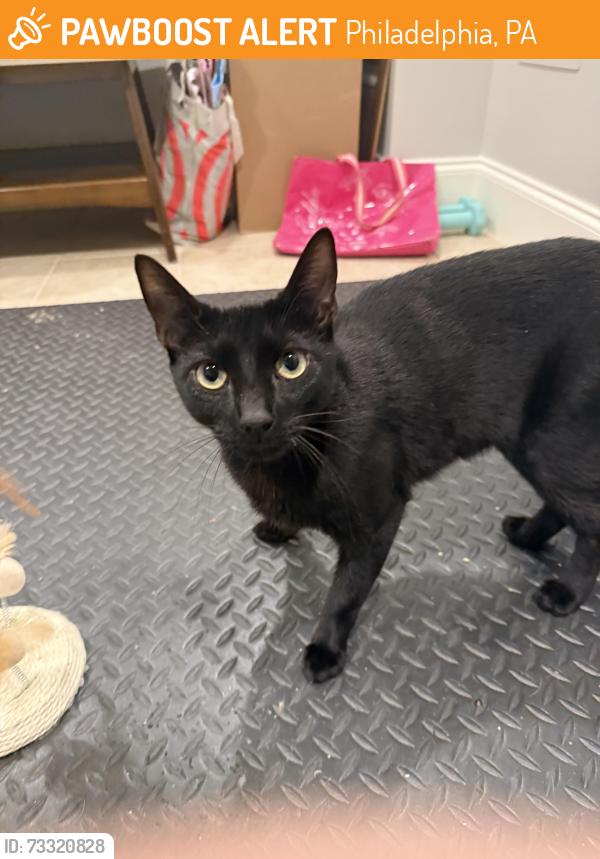 Found/Stray Male Cat last seen Near fairmount avenue philadelphia pa 19130, Philadelphia, PA 19130