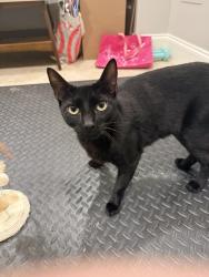 Found/Stray Male Cat last seen Near fairmount avenue philadelphia pa 19130, Philadelphia, PA 19130