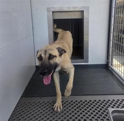 Shelter Stray Female Dog last seen Near W 27TH ST X GARDENA, 333 Chandler Pl, San Bernardino, CA 92408, USA
