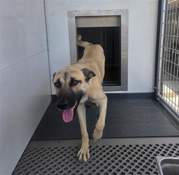 Shelter Stray Female Dog last seen Near W 27TH ST X GARDENA, 333 Chandler Pl, San Bernardino, CA 92408, USA