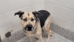 Shelter Stray Male Dog last seen , 4000 N Silverbell Rd, Tucson, AZ 85745, USA