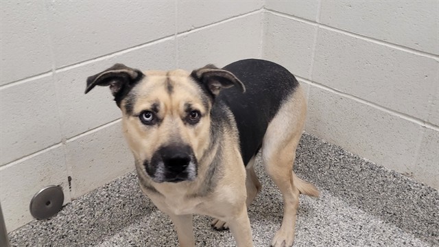 Shelter Stray Male Dog last seen , 4000 N Silverbell Rd, Tucson, AZ 85745, USA