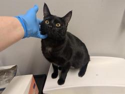 Shelter Stray Male Cat last seen Near BLOCK S 128TH ST, SEATAC WA 98168 5158, 21615 64th Ave S, Kent, WA 98032, USA
