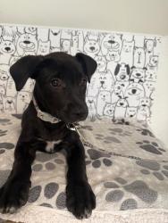 Shelter Stray Female Dog last seen , 957 N Gaffey St, San Pedro, CA 90731, USA