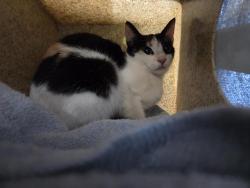 Shelter Stray Female Cat last seen Near BLOCK 71ST AVE S, SEATTLE WA 98178, 21615 64th Ave S, Kent, WA 98032, USA