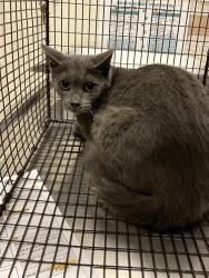 Shelter Stray Female Cat last seen Near BLOCK BLCK ALDERTON LN, CERRITOS, CA 90703, Cerritos, CA 90703, USA