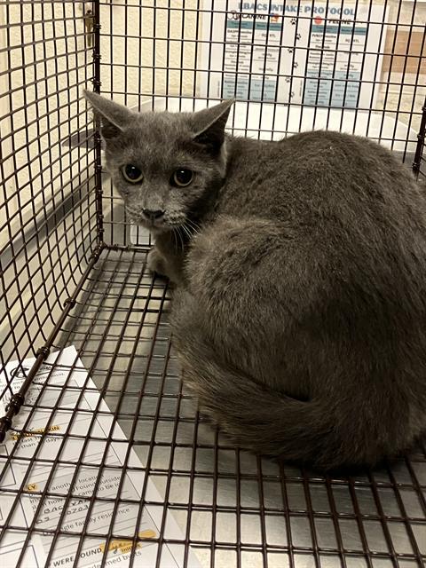 Shelter Stray Female Cat last seen Near BLOCK BLCK ALDERTON LN, CERRITOS, CA 90703, Cerritos, CA 90703, USA