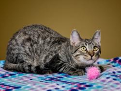 Shelter Stray Male Cat last seen Near BLOCK VISTA DEL MONTE SANTA FE NM 87508, 100 Caja Del Rio Rd, Santa Fe, NM 87507, USA