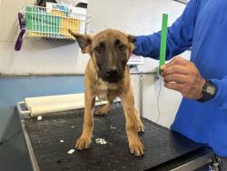 Shelter Stray Female Dog last seen , 600 Aviation Dr, Camarillo, CA 93010, USA