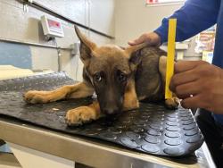 Shelter Stray Female Dog last seen , 600 Aviation Dr, Camarillo, CA 93010, USA