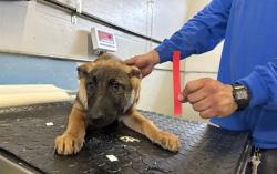 Shelter Stray Female Dog last seen , 600 Aviation Dr, Camarillo, CA 93010, USA