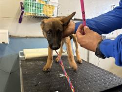 Shelter Stray Female Dog last seen , 600 Aviation Dr, Camarillo, CA 93010, USA