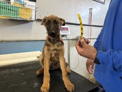 Shelter Stray Female Dog last seen , 600 Aviation Dr, Camarillo, CA 93010, USA