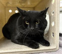 Shelter Stray Male Cat last seen , 600 Aviation Dr, Camarillo, CA 93010, USA