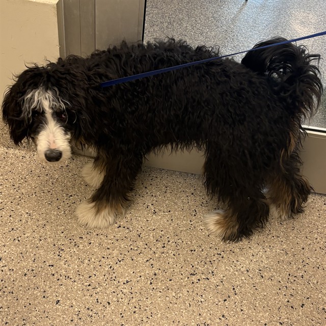 Shelter Stray Male Dog last seen S LANGDALE AND S LITTLE RIVER, 12155 Park Blvd, Brighton, CO 80601, USA