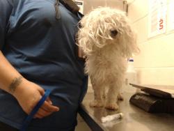 Shelter Stray Male Dog last seen , 4704 Corporation Dr, Fayetteville, NC 28306, USA