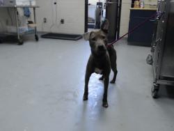Shelter Stray Female Dog last seen Near BLOCK LANDAU RD, FAYETTEVILLE NC 28311, 4704 Corporation Dr, Fayetteville, NC 28306, USA