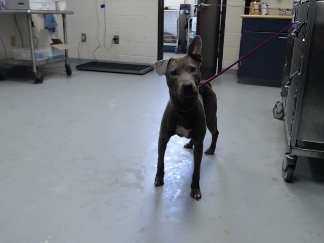 Shelter Stray Female Dog last seen Near BLOCK LANDAU RD, FAYETTEVILLE NC 28311, 4704 Corporation Dr, Fayetteville, NC 28306, USA