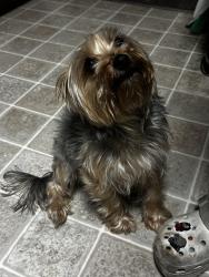 Lost Male Dog last seen Sinclair elementary school, San Antonio, TX 78222