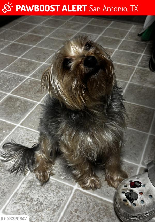 Lost Male Dog last seen Sinclair elementary school, San Antonio, TX 78222