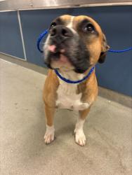 Shelter Stray Male Dog last seen Near BLOCK SE 8TH AVE, 3599 NW 79th Ave, Doral, FL 33122, USA