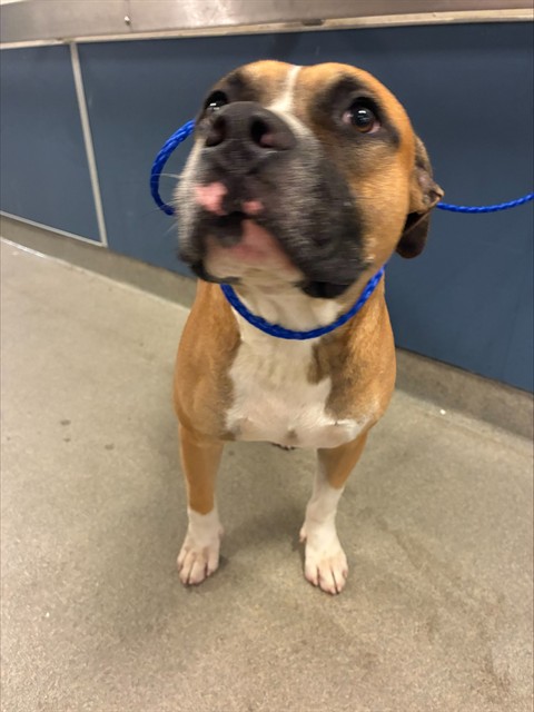 Shelter Stray Male Dog last seen Near BLOCK SE 8TH AVE, 3599 NW 79th Ave, Doral, FL 33122, USA