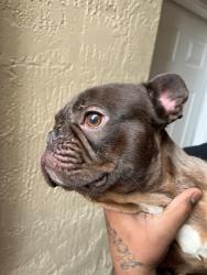 Shelter Stray Male Dog last seen Near BLOCK SW 137TH AVE, 3599 NW 79th Ave, Doral, FL 33122, USA