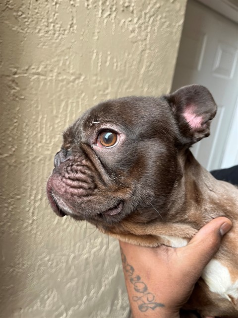 Shelter Stray Male Dog last seen Near BLOCK SW 137TH AVE, 3599 NW 79th Ave, Doral, FL 33122, USA