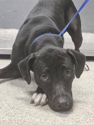 Shelter Stray Female Dog last seen Near BLOCK GEARHART RD, TALLAHASSEE FL 32303, 1125 Easterwood Dr, Tallahassee, FL 32311, USA
