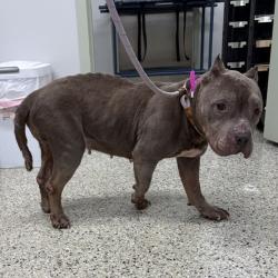 Shelter Stray Female Dog last seen Near BLOCK BRACE ST, DETROIT MI 48228, 7401 Chrysler Dr, Detroit, MI 48211, USA
