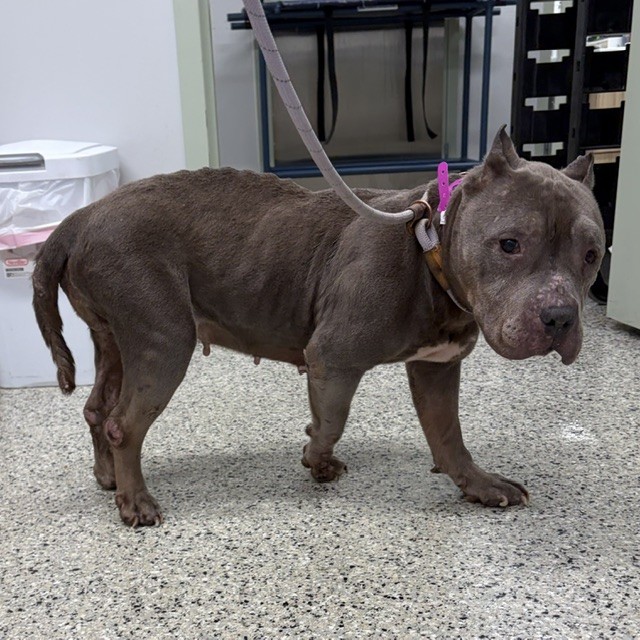Shelter Stray Female Dog last seen Near BLOCK BRACE ST, DETROIT MI 48228, 7401 Chrysler Dr, Detroit, MI 48211, USA