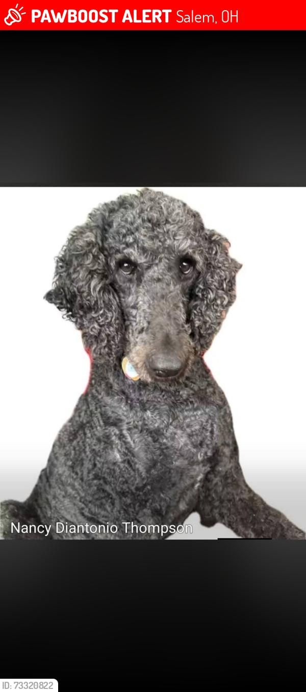 Lost Male Dog last seen cunningham rd. salem,ohio, Salem, OH 44460