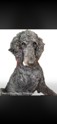 Lost Male Dog last seen cunningham rd. salem,ohio, Salem, OH 44460