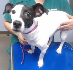 Shelter Stray Female Dog last seen 51ST AVE AND SOUTHERN AVE, 2500 S 27th Ave, Phoenix, AZ 85009, USA