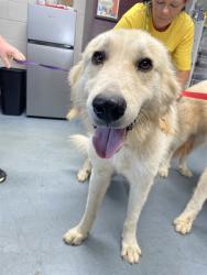 Shelter Stray Female Dog last seen , 1601 Airport Rd, Shelby, NC 28150, USA