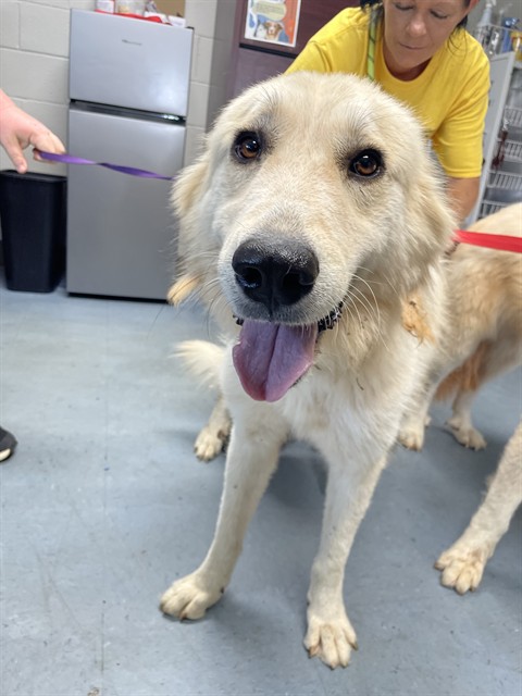 Shelter Stray Female Dog last seen , 1601 Airport Rd, Shelby, NC 28150, USA