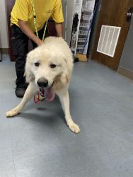 Shelter Stray Male Dog last seen , 1601 Airport Rd, Shelby, NC 28150, USA