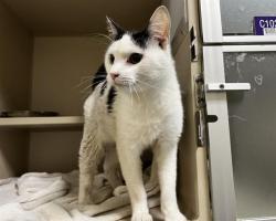 Shelter Stray Female Cat last seen Near BLOCK S RARITAN ST, DENVER CO 80223, 1241 W Bayaud Ave, Denver, CO 80223, USA