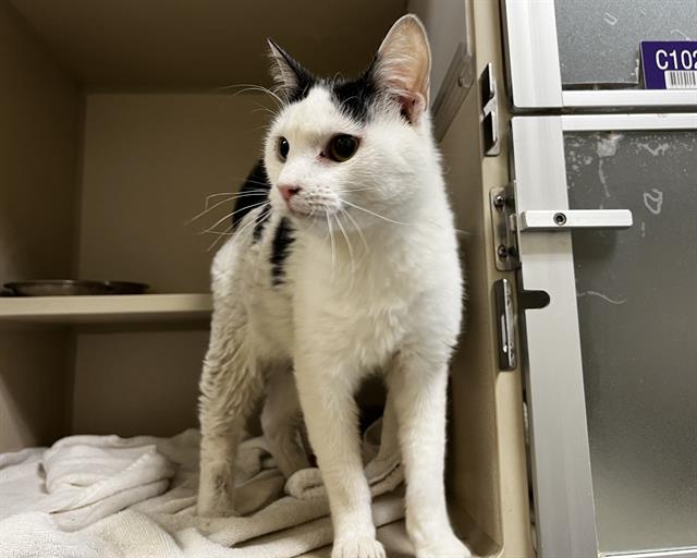 Shelter Stray Female Cat last seen Near BLOCK S RARITAN ST, DENVER CO 80223, 1241 W Bayaud Ave, Denver, CO 80223, USA