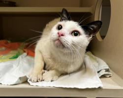 Shelter Stray Male Cat last seen Near BLOCK S RARITAN ST, DENVER CO 80223, 1241 W Bayaud Ave, Denver, CO 80223, USA